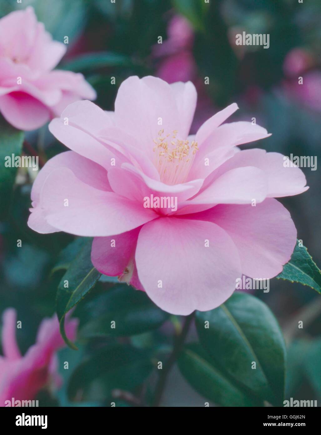 Camellia x williamsii - `Daintiness' AGM   CAM048868 Stock Photo
